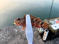 ガシラの釣果
