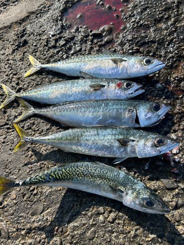 サバの釣果