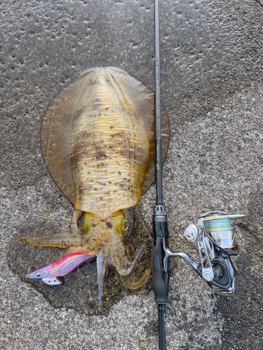 アオリイカの釣果