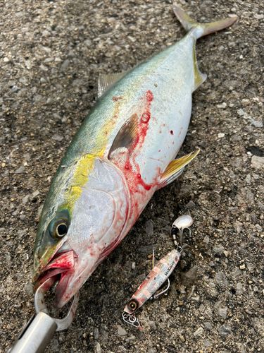 ハマチの釣果