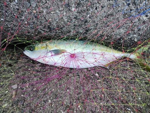 ハマチの釣果