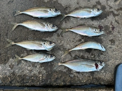 アジの釣果
