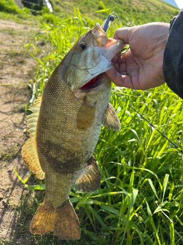 スモールマウスバスの釣果
