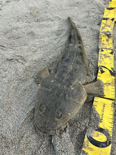 マゴチの釣果