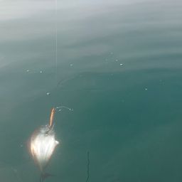 シマガツオ