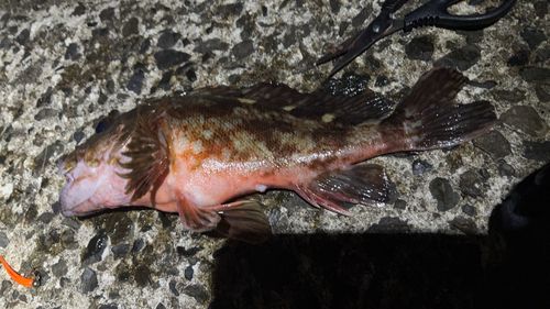 カサゴの釣果