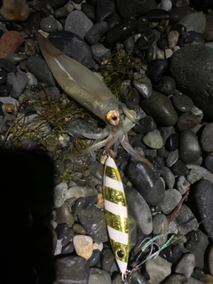 イカの釣果