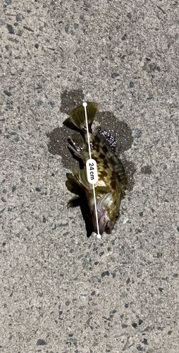 タケノコメバルの釣果