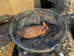 モンゴウイカの釣果