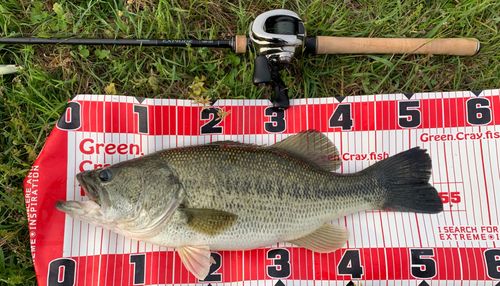 ブラックバスの釣果