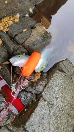 イナダの釣果