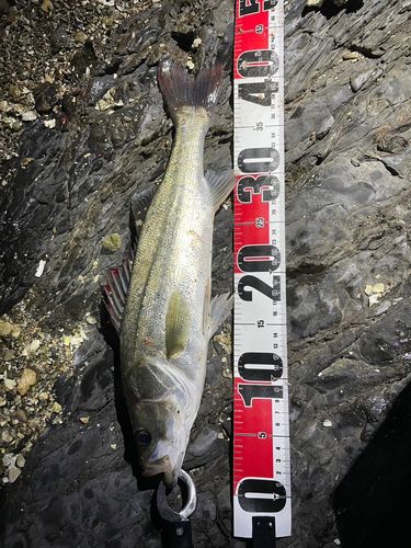 フッコ（マルスズキ）の釣果