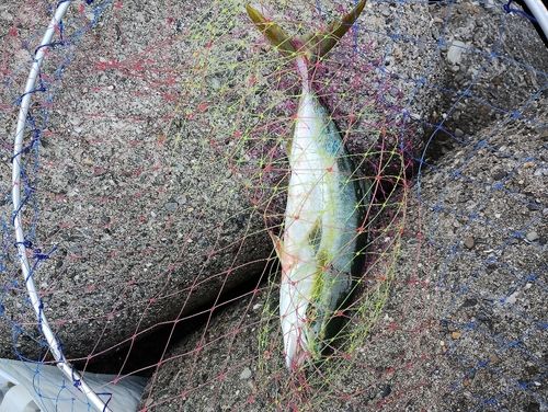 ハマチの釣果
