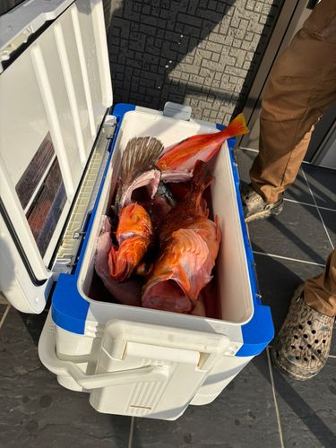 オニカサゴの釣果