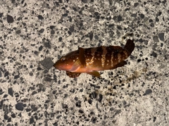 キジハタの釣果