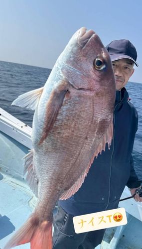 マダイの釣果