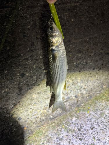 ボラの釣果