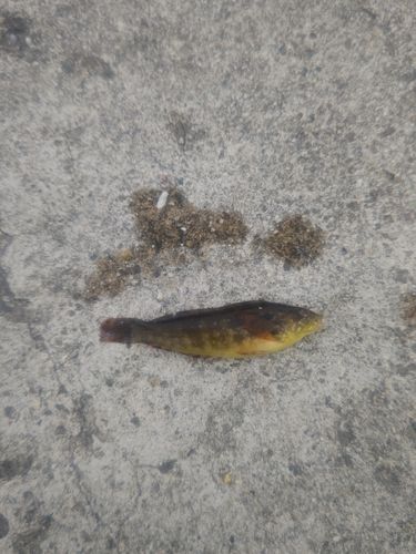 アイナメの釣果