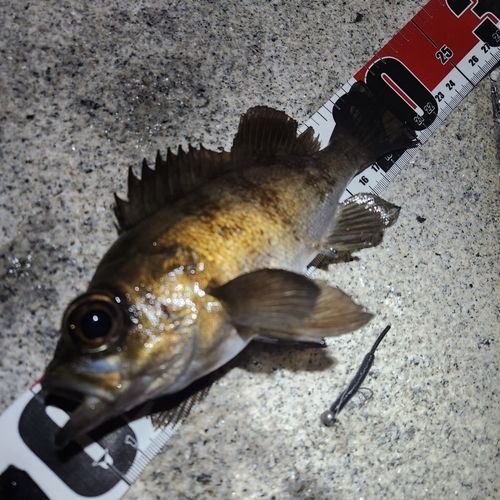 メバルの釣果