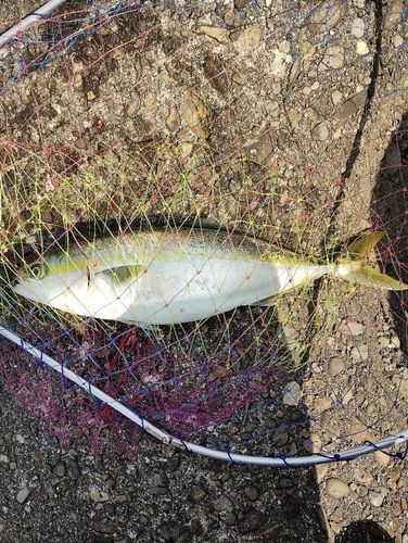 ハマチの釣果