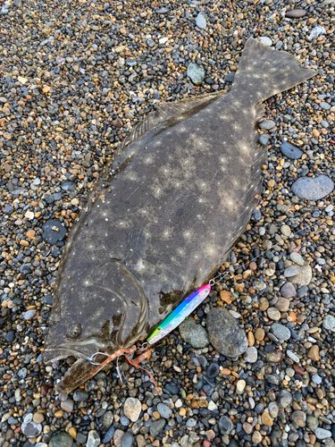 ヒラメの釣果