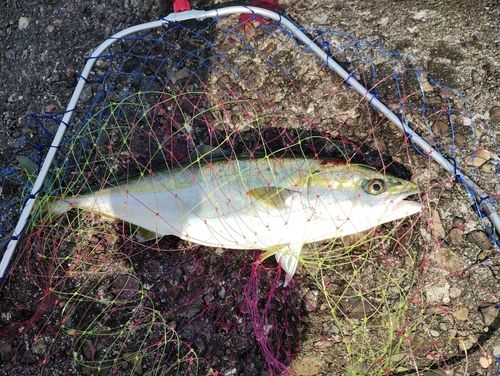 ハマチの釣果