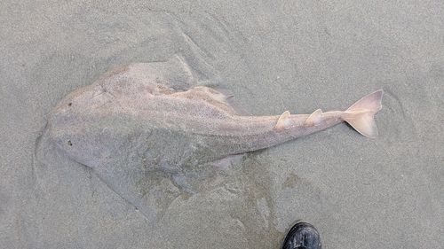 カスザメの釣果