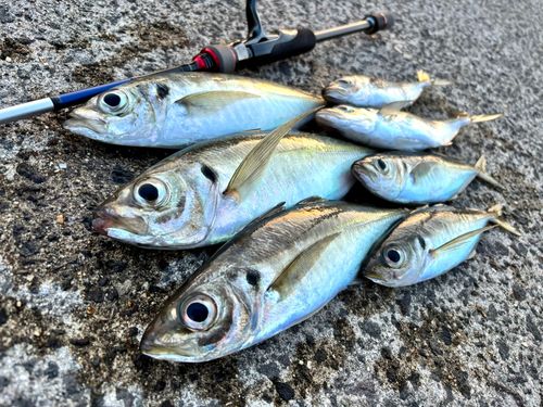 マアジの釣果