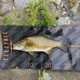 スモールマウスバス