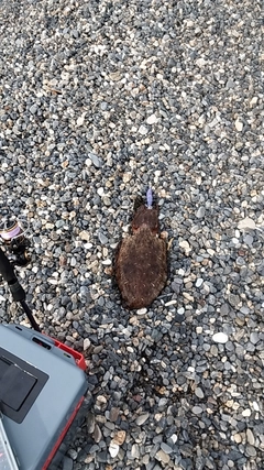 コウイカの釣果