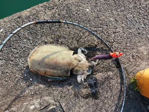 モンゴウイカの釣果