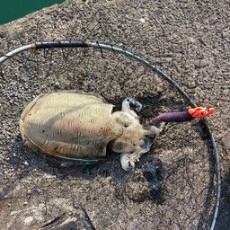 モンゴウイカ
