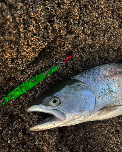 サクラマスの釣果