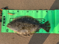 ヒラメの釣果