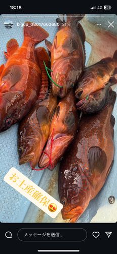 キジハタの釣果