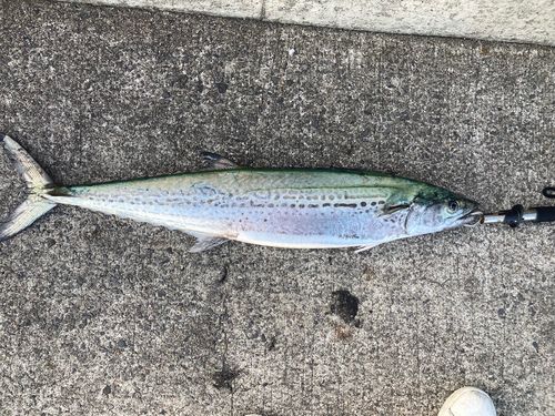 サワラの釣果