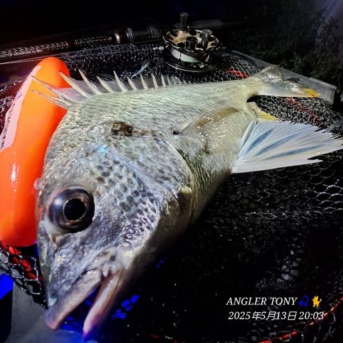 キビレの釣果