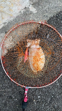 シリヤケイカの釣果