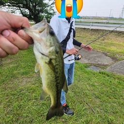 ラージマウスバス