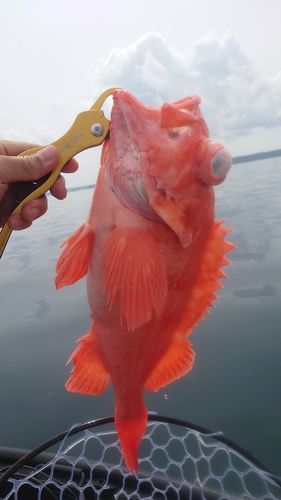 アコウダイの釣果
