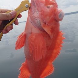 アコウダイ