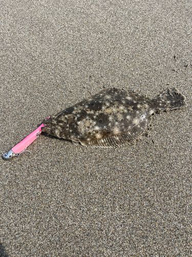 ソゲの釣果