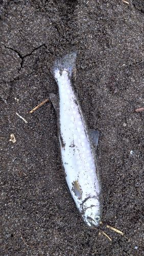 アメマスの釣果