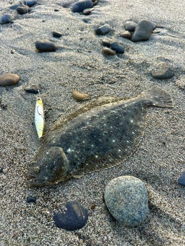 ソゲの釣果