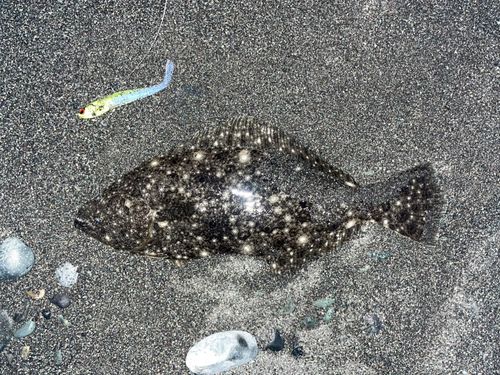 ソゲの釣果