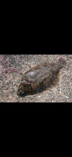 クロガシラガレイの釣果