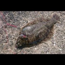 クロガシラガレイ