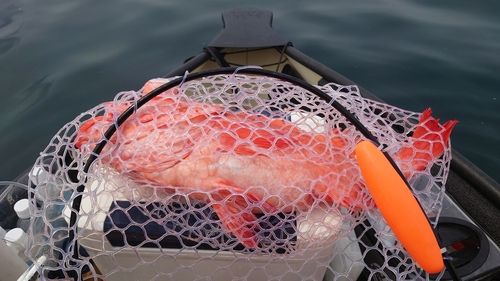 アコウダイの釣果