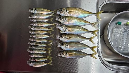 アジの釣果