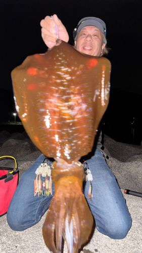 アオリイカの釣果